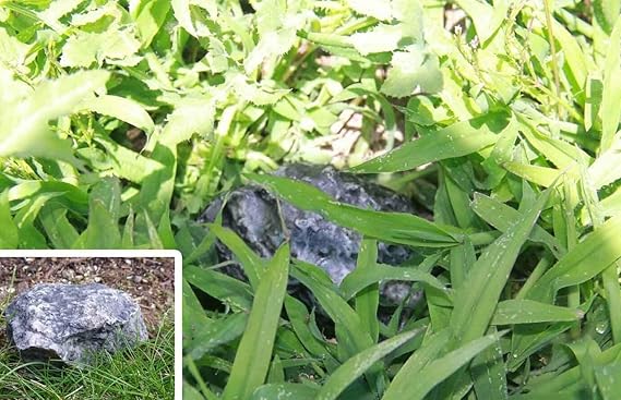 Realistic rock hidden safe detail view